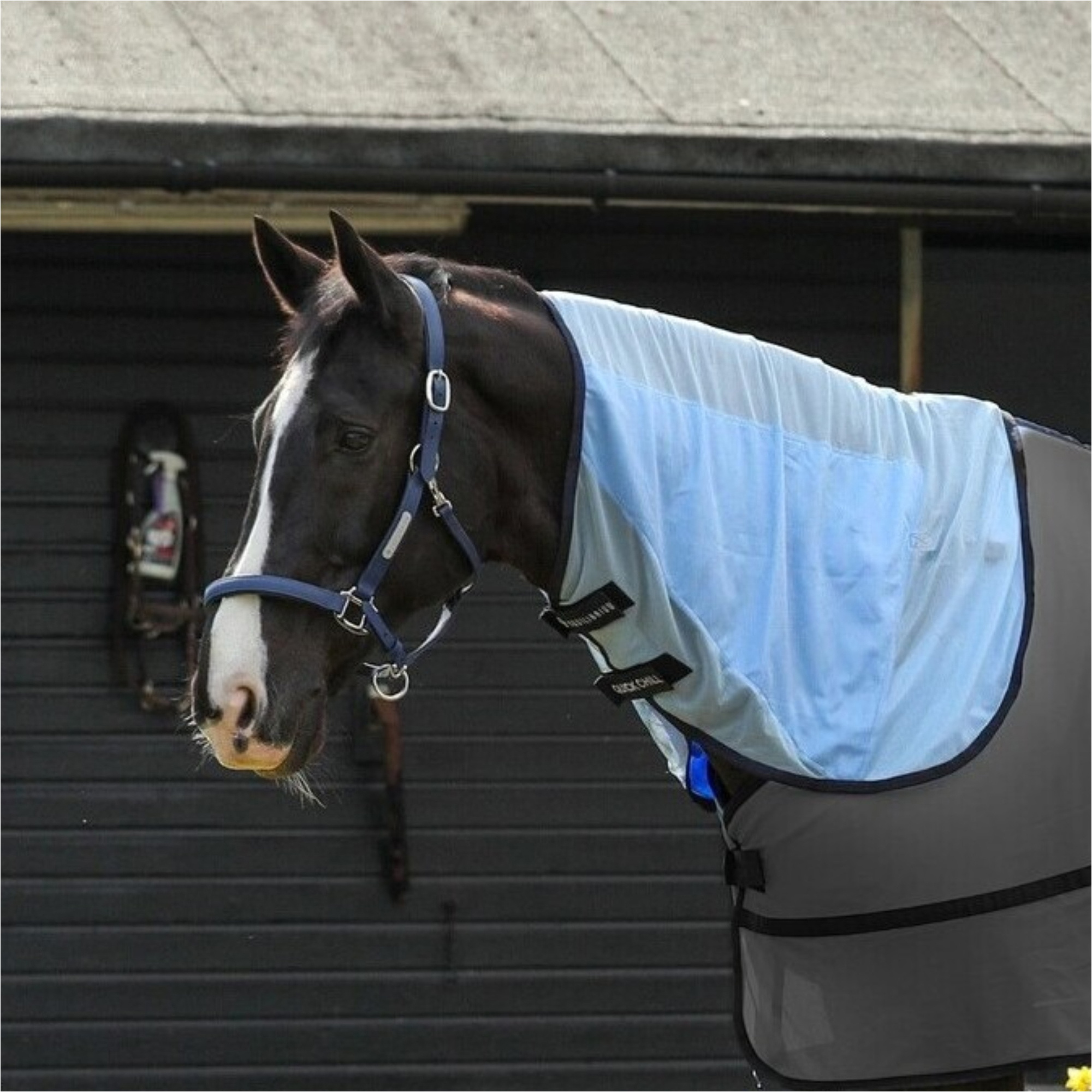2026 Equilibrium Snel Koel Hals EQCCRLB - Light Blue